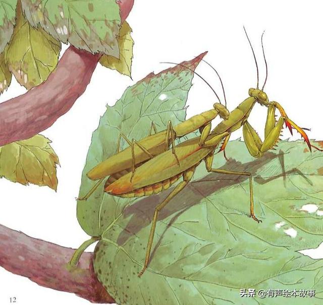 法布尔昆虫记科普绘本《疯狂的剪刀手螳螂》