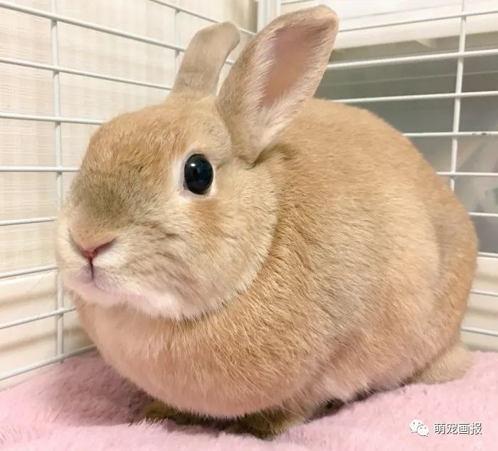 天然呆萌兔子,你喜欢吗?