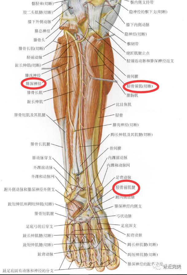 小腿内侧结构图图片