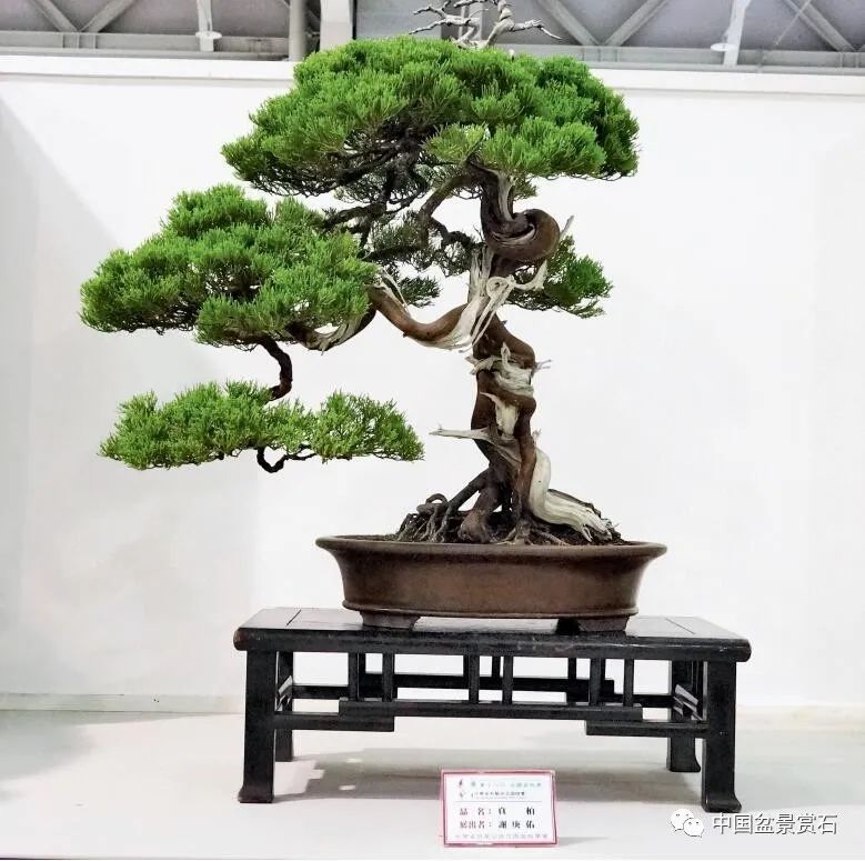 李富铭藏品毛朴 柏泰园藏品毛朴 柏泰园藏品毛朴 汤荣福藏品牛港莿