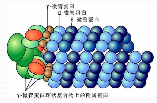 画出中心体和纺锤体图片