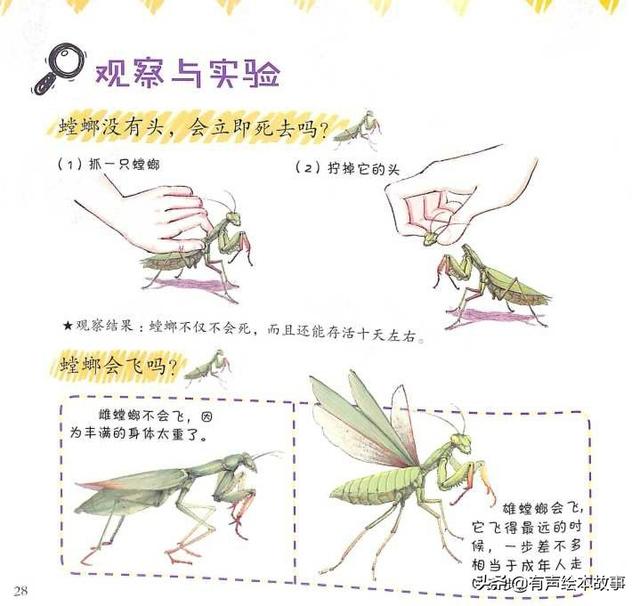 螳螂资料简介图片