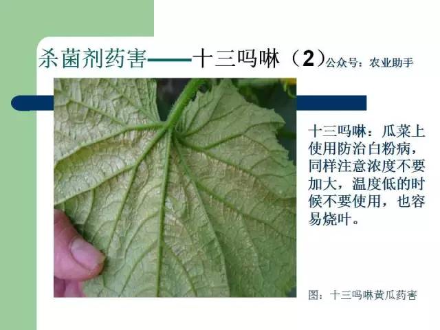 十三吗啉药害图片