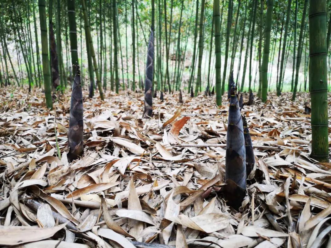 约起到王店镇满山红村扳雷竹克哟