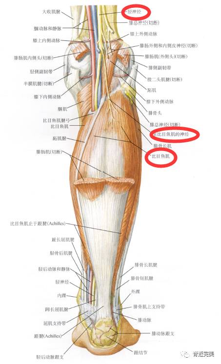 箭頭所指處:脛骨後肌肌腱能被觸診和視診到.解剖走行:12.