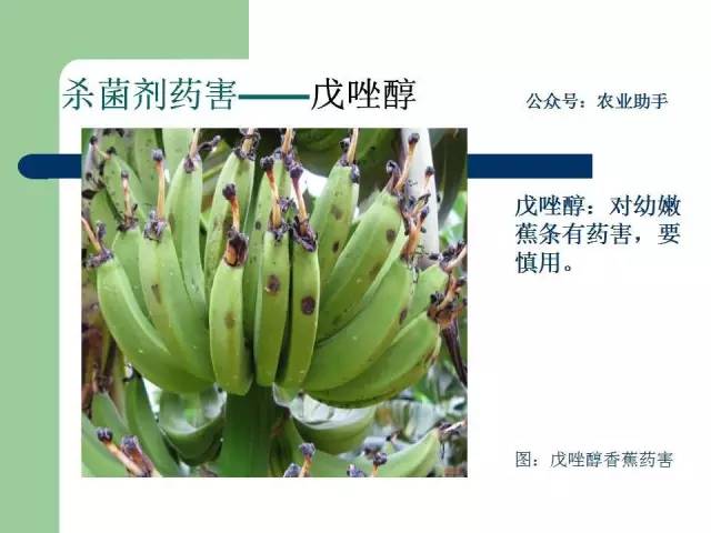 文主要列举吡虫啉,虫螨腈,敌敌畏,丁醚脲,毒死蜱,氟铃脲,快螨特,噻唑