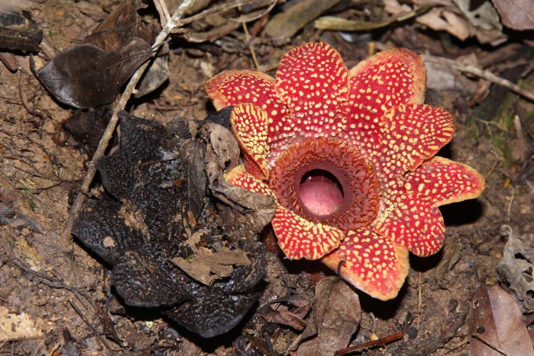 绝迹30年,一次探险让世人重新认识寄生花