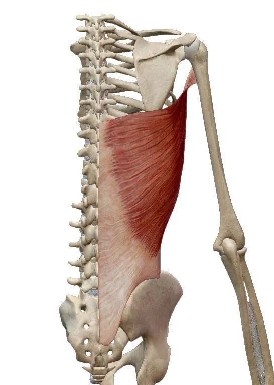 人体琵琶骨的位置图片