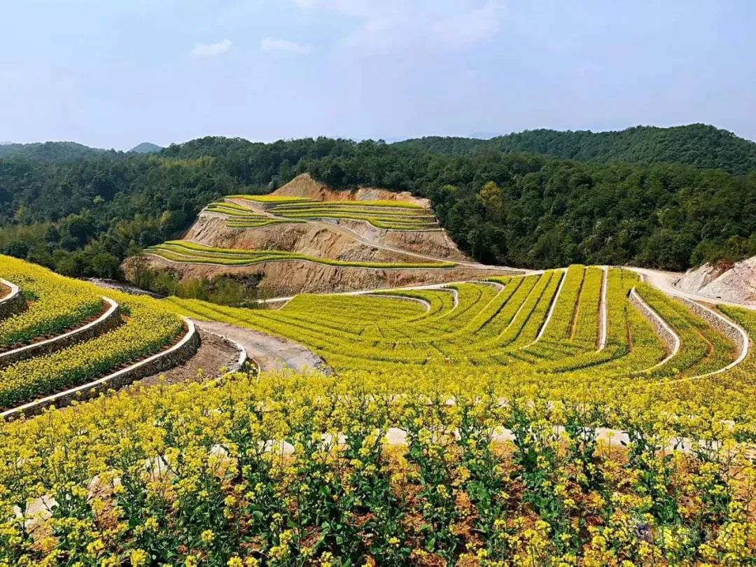 黄岩平田梯田油菜花海浙东十八潭一日游