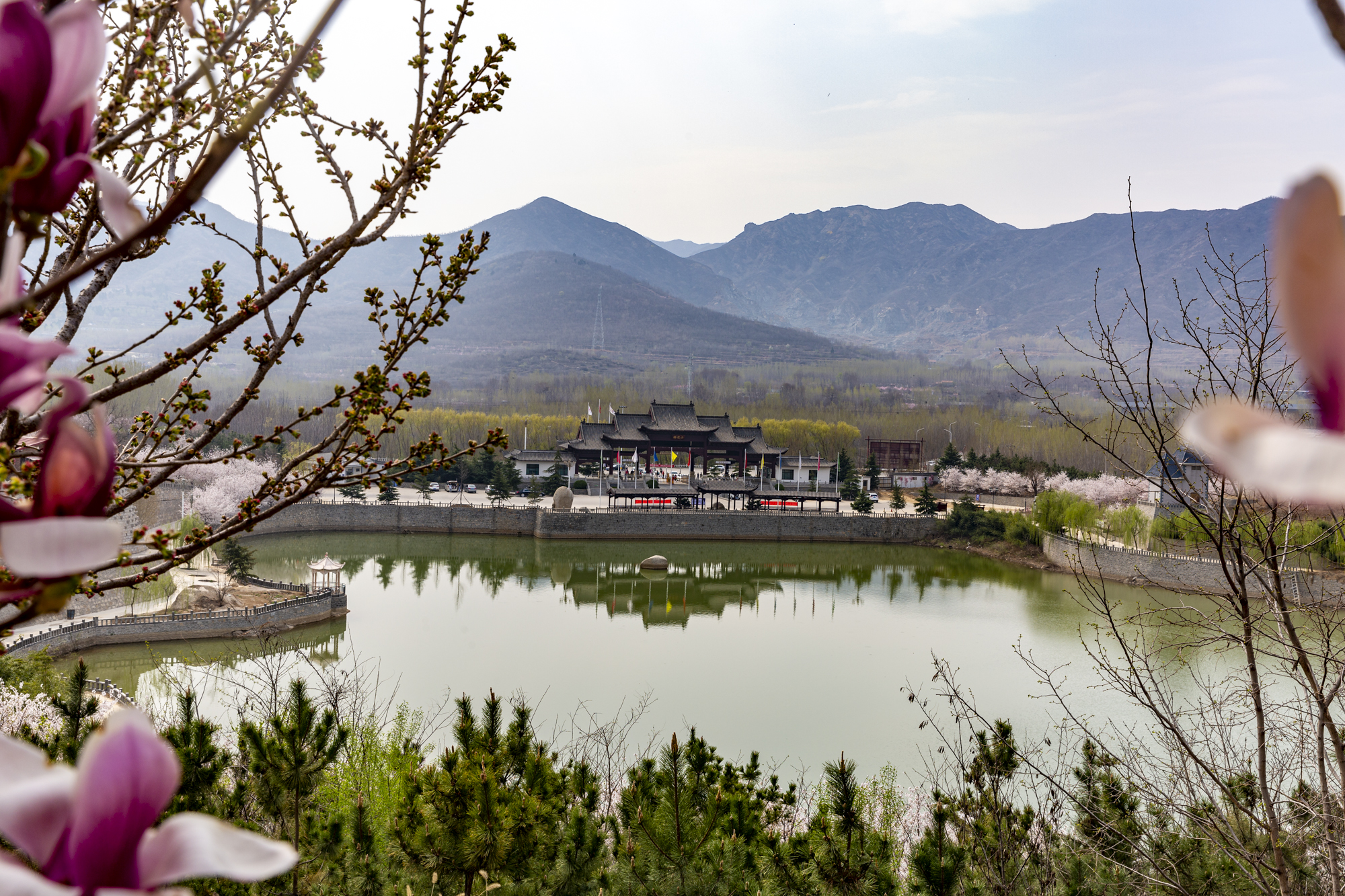 邹平樱花山景区图片