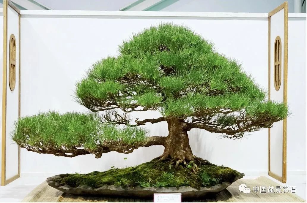 李富铭藏品毛朴 柏泰园藏品毛朴 柏泰园藏品毛朴 汤荣福藏品牛港莿