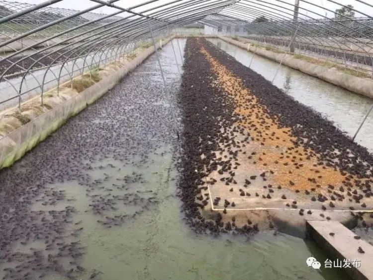 养殖场内的泰国虎纹蛙3月22日中午,南都记者驱车来到台山市端芬镇塘底