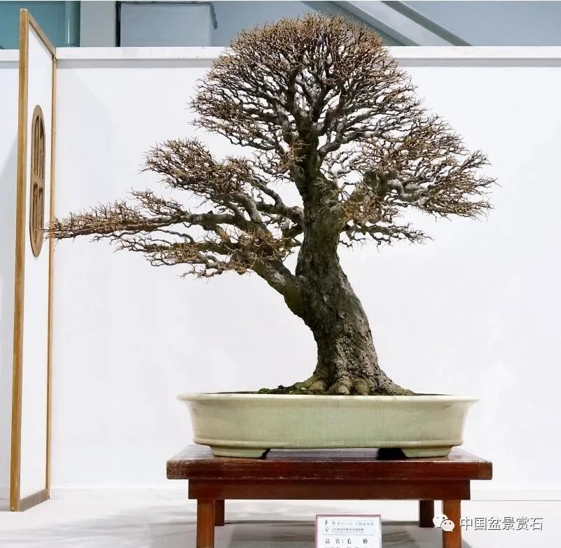 毛朴 汤荣福藏品牛港莿 柏泰园藏品榕树 刘邦勇藏品榕树 谢文辉藏品三