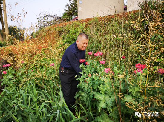 种植毒品原植物处罚有多重?一《中华人民共和国刑法》第351条规定:1.