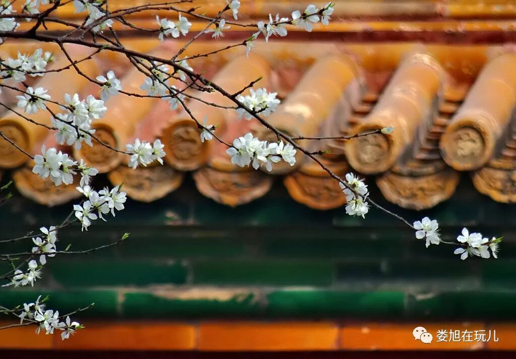 春色紫禁城_桃花