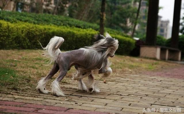 中国皇家裸犬头顶的冠毛像清朝官员的帽子