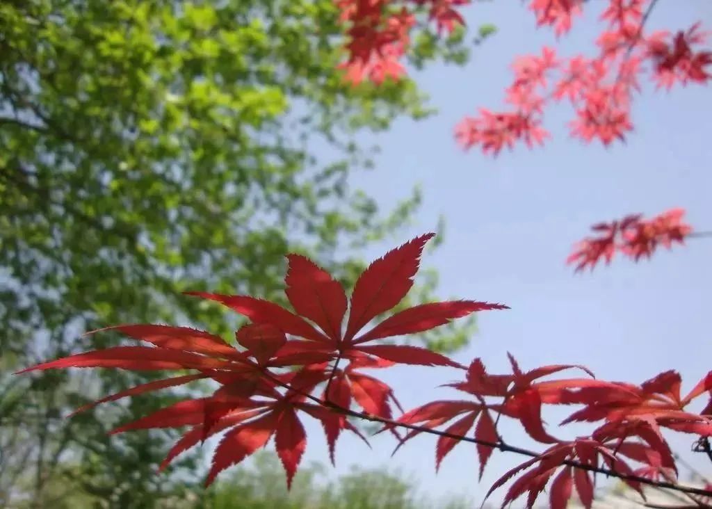 花雨湖的楓葉紅了