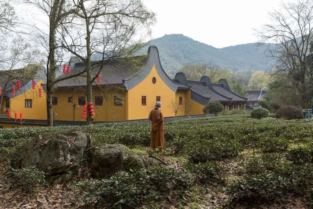 茶禅一味西湖龙井与名寺