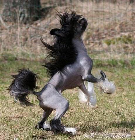 中国皇家裸犬头顶的冠毛像清朝官员的帽子