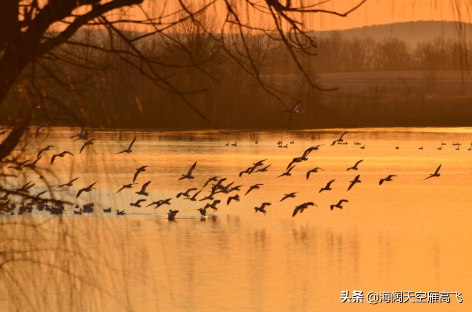 摄影师师溪月作品日出惊飞鸟