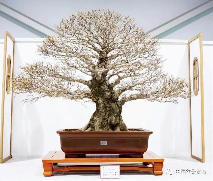 毛朴 柏泰园藏品毛朴 柏泰园藏品毛朴 汤荣福藏品牛港莿 柏泰园藏品