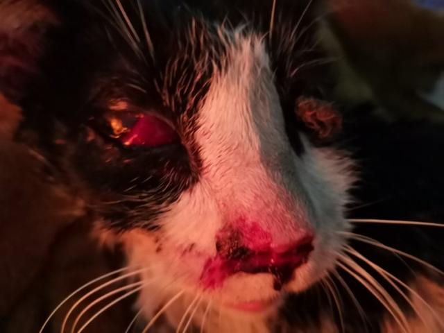 猫咪双眼被戳瞎又遇车祸大雨中苦苦哀求我想活下去