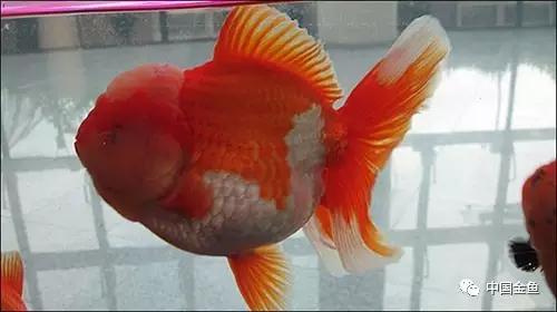 養金魚最大的樂趣首先是買金魚