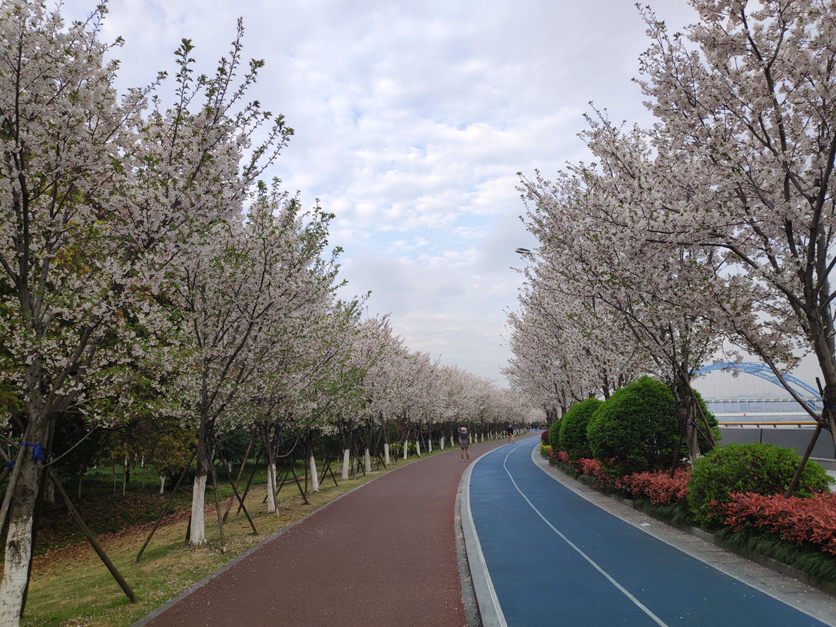 杭州新网红最美樱花跑道刷爆朋友圈!看樱花就来滨江公园!