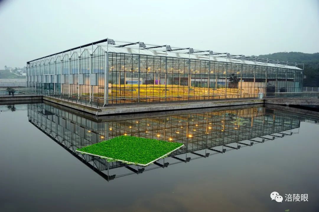 走眼妹儿带你们逛咱涪陵的水上植物工厂