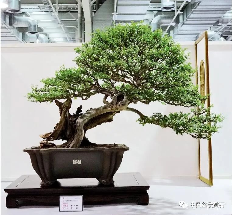 麻黄 蔡瑞隆藏品金柳 邱正煌藏品金柳 黄泗山藏品黄杨 陈阿敏藏品黄槿