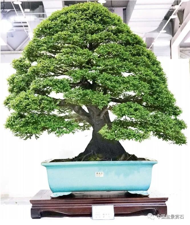 李富铭藏品毛朴 柏泰园藏品毛朴 柏泰园藏品毛朴 汤荣福藏品牛港莿