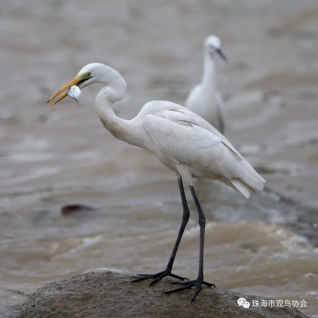 珠海鸟类知多少