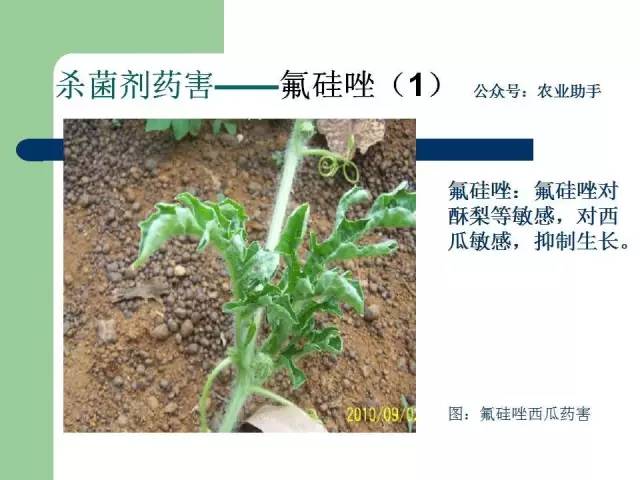 三唑磷药害图片