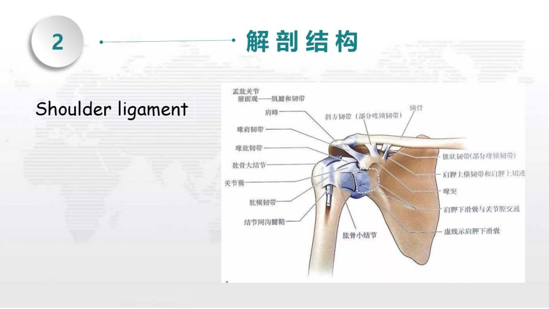 肩关节脱位和肩袖损伤_骨骼