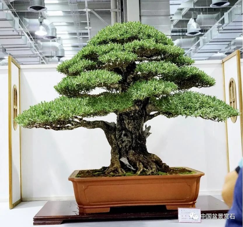 李富铭藏品毛朴 柏泰园藏品毛朴 柏泰园藏品毛朴 汤荣福藏品牛港莿