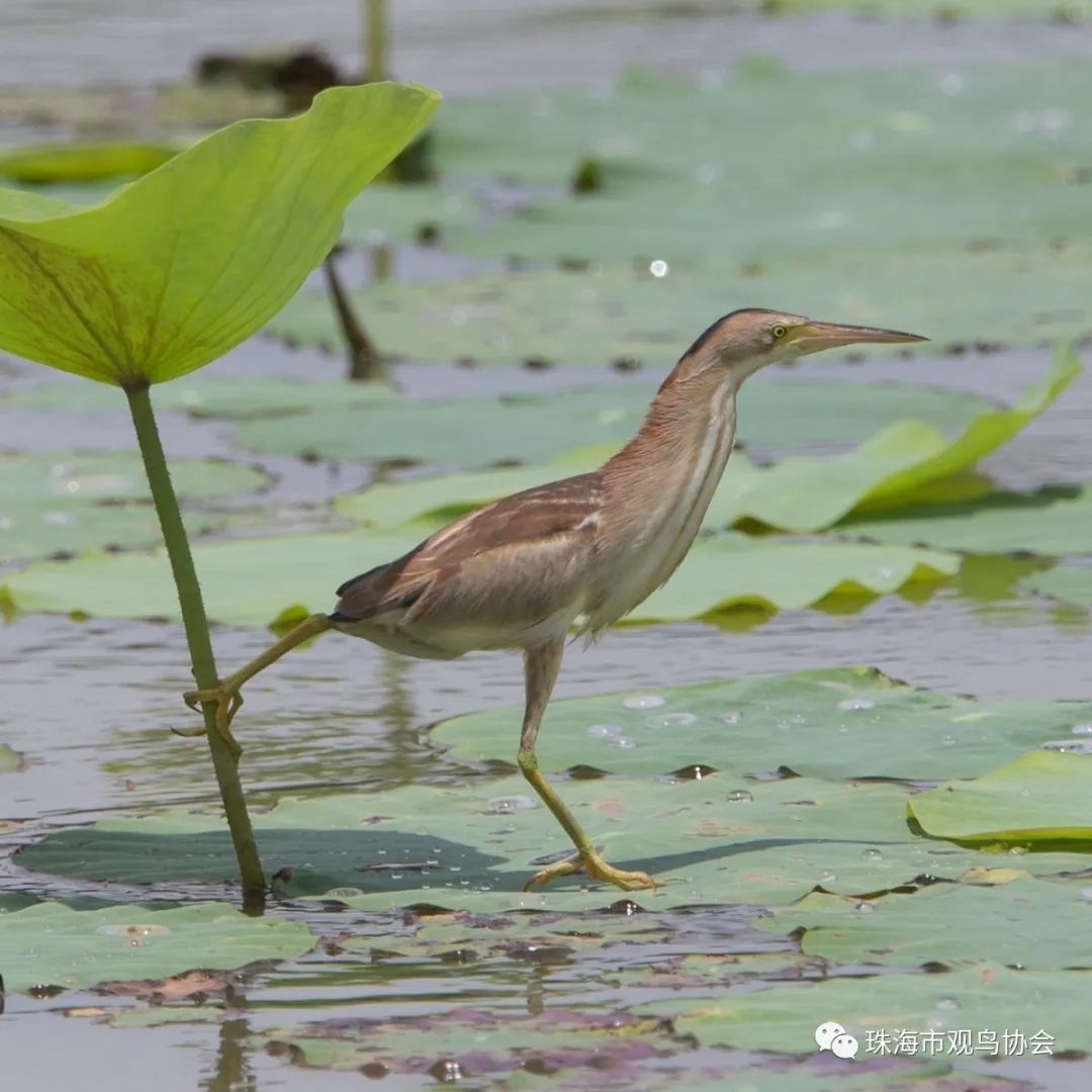 珠海鸟类知多少