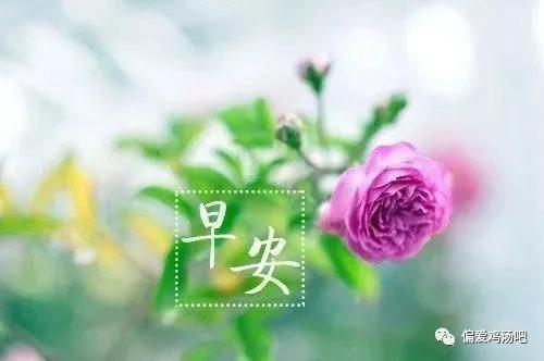 早上好一份牽掛一生朋友願你快樂一生幸福一世