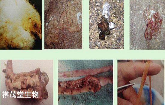 雞球蟲病的臨床症狀和防治措施得了雞球蟲病不要怕五味常青顆粒把蟲殺