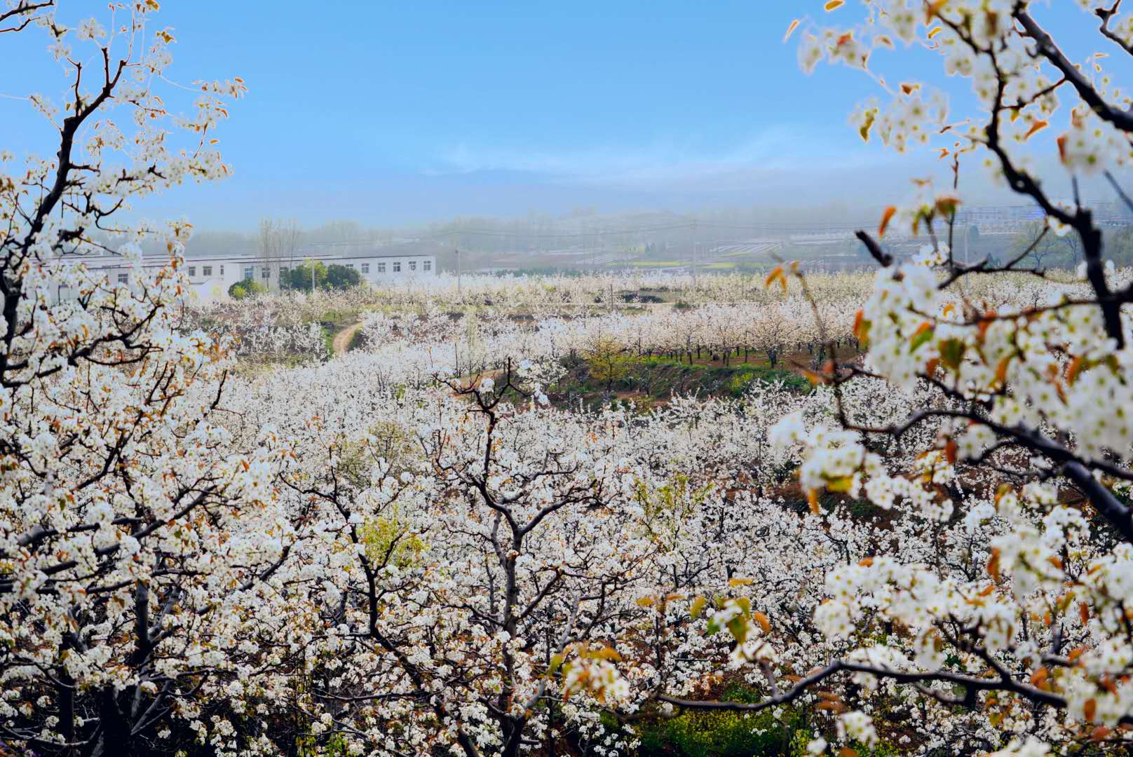 河南鲁山县万亩梨花开喜迎宾朋赏春色