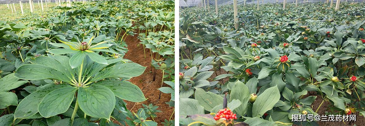 走访云南宝田农业科技公司滇重楼种植基地