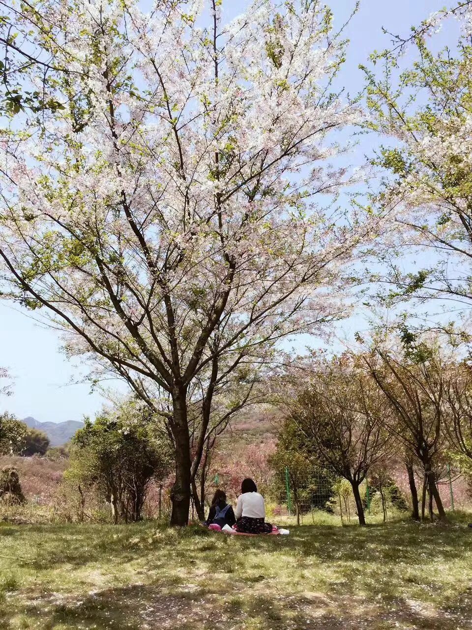 免票寧波這個櫻花谷花開滿山還有瀑布古村