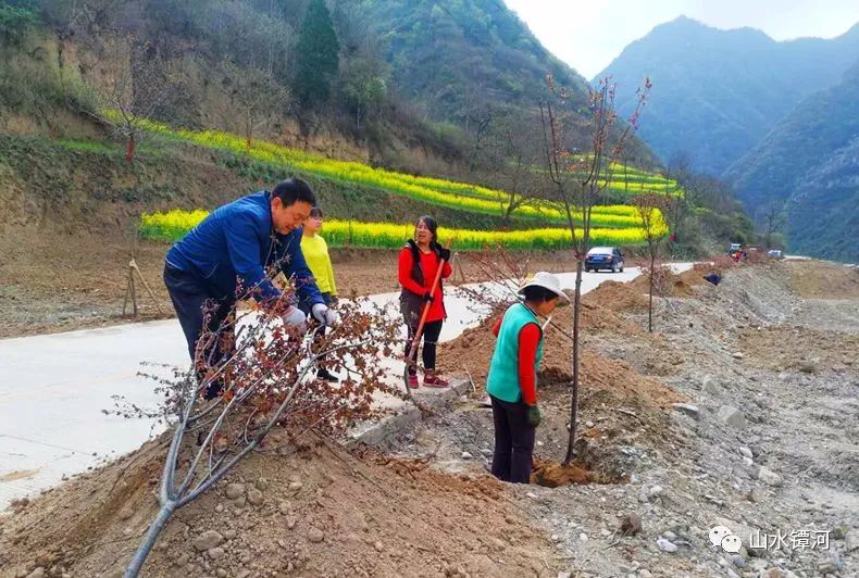 【镡河工作】镡河乡春季植树造林工作已接近尾声