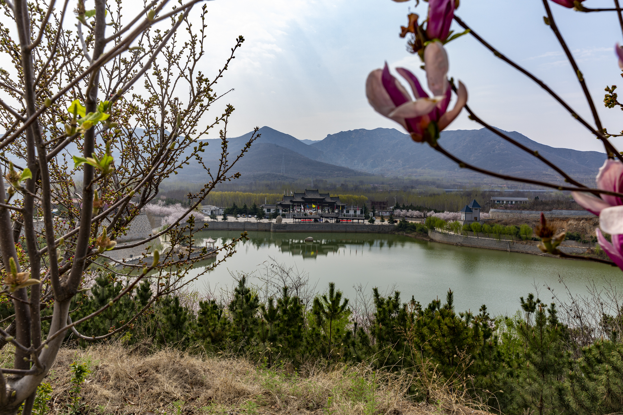 原创山东相册滨州市邹平樱花山风景区万株樱花漫山遍野令人惊艳