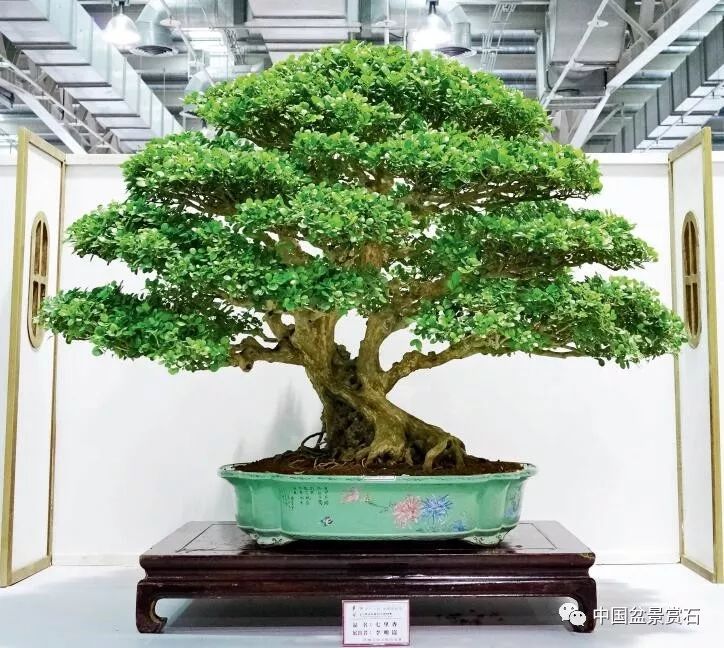 抗疫时刻线上回顾排世界前三之列的第18届华风展200余盆作品大回放