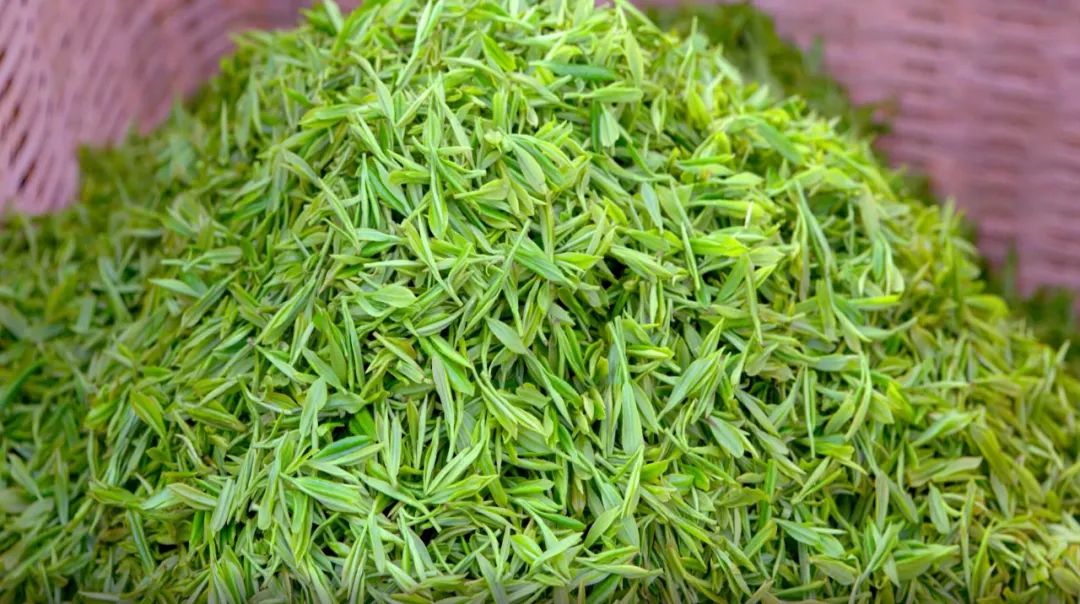 商南明前茶开采啦春茶吐芽万亩茶山采茶忙