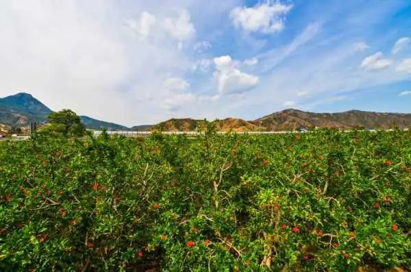 大田万亩石榴花开美不胜收