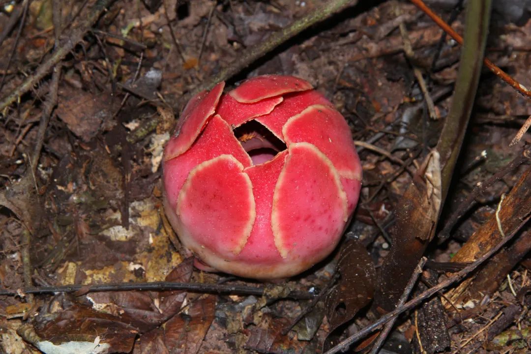 绝迹30年,一次探险让世人重新认识寄生花