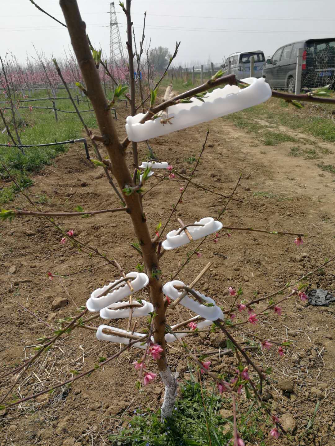 果树拉枝你真的了解吗