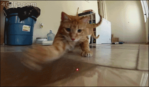 原创激光笔逗猫导致猫咪失明别笑选错激光笔这真的有可能