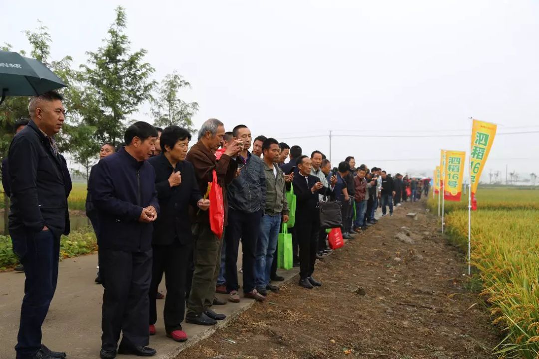 爱种优选大华种业水稻种子泗稻16号